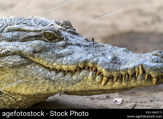 crocodile at the sacred Kachikally crocodile pool, Bakau, Gambia, West Africa,