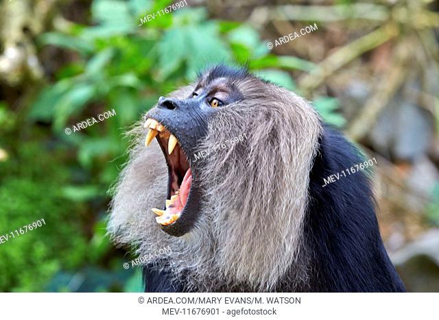 Lion-tailed Macaque / Wanderoo adult male with dominant aggressive posture (ranks among the rarest and most threatened primates)