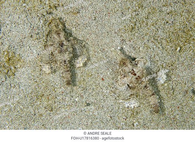 Pair of Pegasus fish or dragon sea moth, Eurypegasus draconis, on sandy bottom, Puerto Galera, Mindoro, Philippines