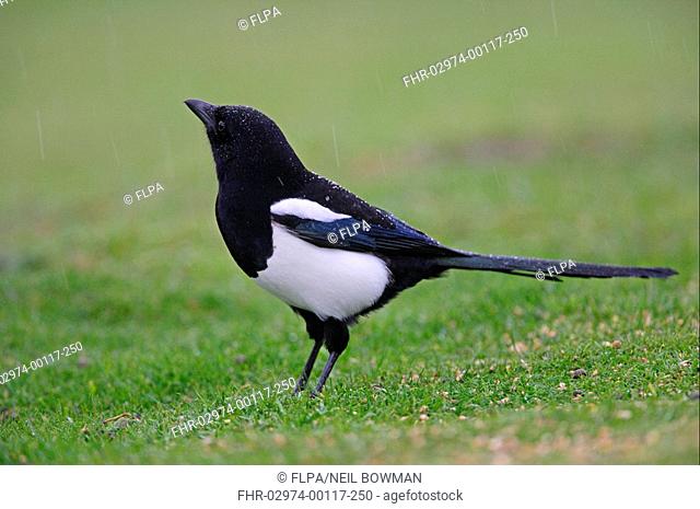 Common Magpie Pica pica adult, standing on short grass in rain, Norfolk, England, october