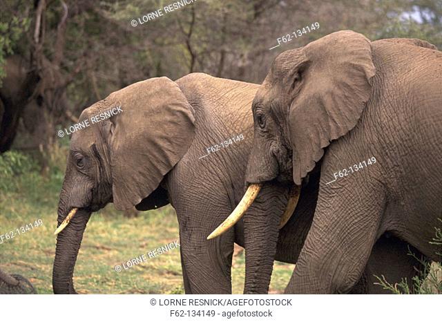 African Elephants (Loxodonta africana). Lake Manyara National Park. Tanzania