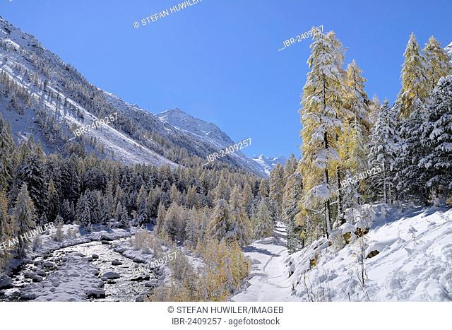 Snowy landscape with Roseg river and a larch forest (Larix), Roseg valley, Pontresina, canton of Grisons, Engadin, Switzerland, Europe