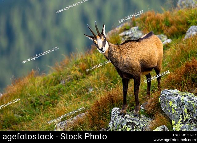 Interested tatra chamois, rupicapra rupicapra tatrica, standing in steep slope of hillside in summer mountains. Surprised alpine goat on rock with moss