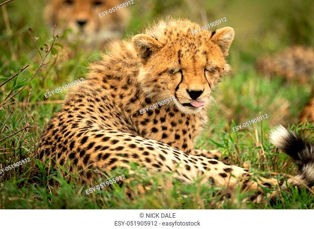 Cheetah cub lies in grass licking lips