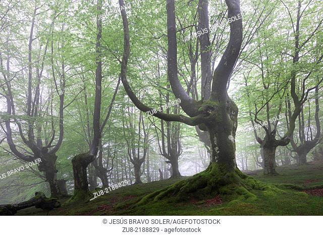 Beech forest trasmocha the Gorbea Natural Park, acquire a characteristic shape of candlestick product of cutting the trunk at a height of 2 to 3 meters