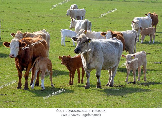 Cows and calves on a pasture land near Ystad, Scania, Sweden