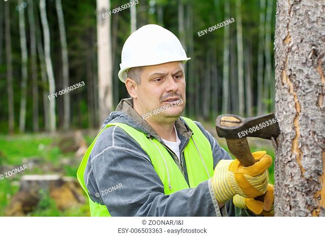Lumberjack working in the forest with an ax