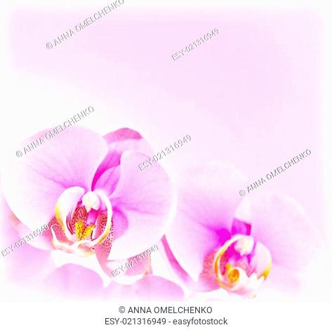 Pink Orchid flower border