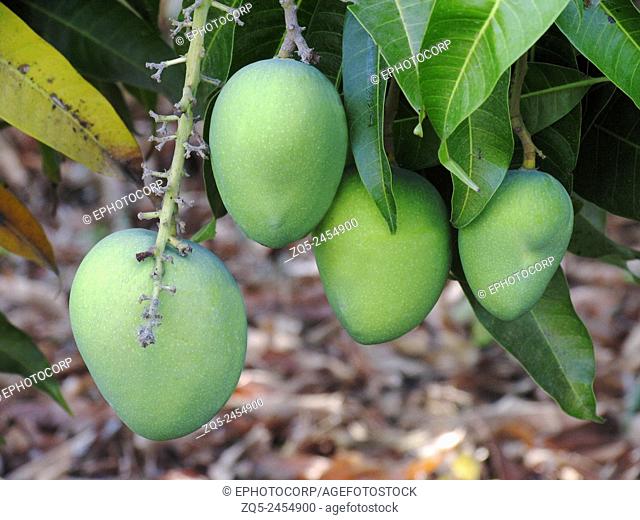 Close up of four green mangoes hanging from a tree