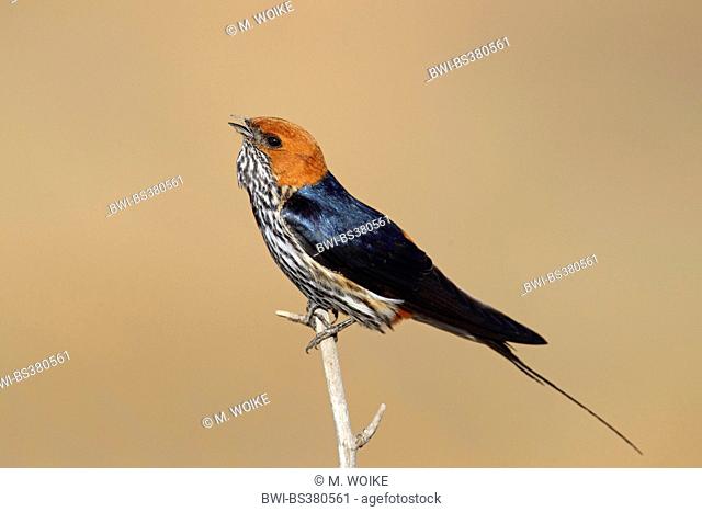 Lesser striped swallow (Hirundo abyssinica), sits on a branch, South Africa, North West Province, Pilanesberg National Park