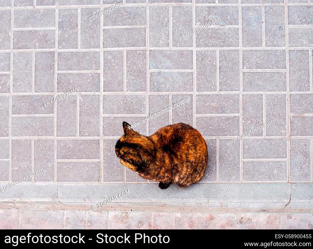 tortoiseshell cat sits on a pavement view from above. A lot of copyspace on pavement