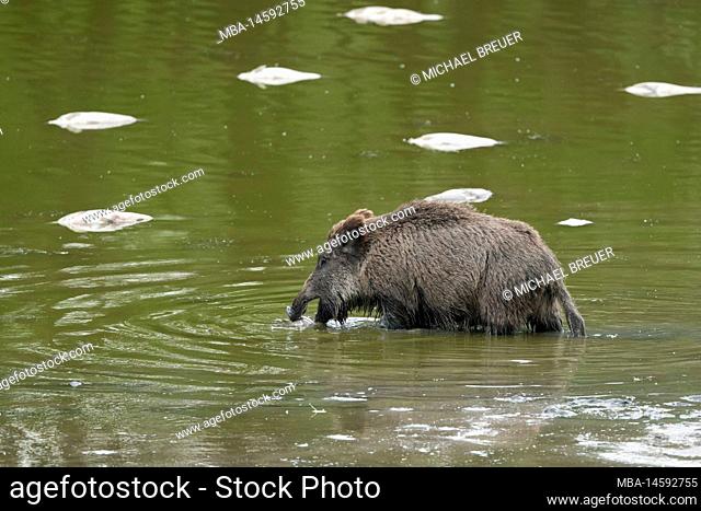Wild boar (Sus scrofa) with a dead fish (bream) in the pen, sow, May, summer, Hesse, Germany, Europe