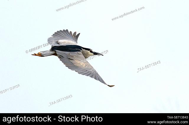 KAZAKHSTAN - APRIL 24, 2023: A night heron flies over the Volga Delta. Grigory Dukor/TASS