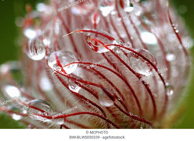 avens Geum reptans, detail of fruit with water drops, Switzerland