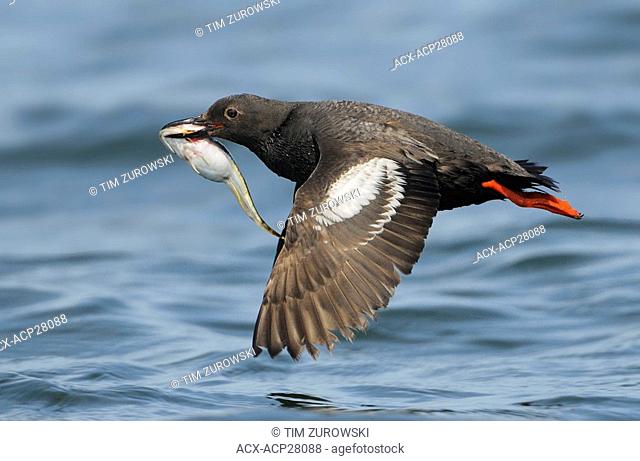 Pigeon Guillemot in flight with fish, Westport WA