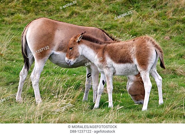 KIANG or Tibetan wild ass Equus kiang  Order: Perissodactyla Family: Equidae