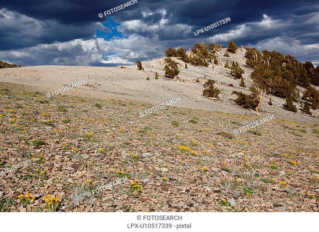 View of Ancient Bristlecone Pine forest, ridge sunlit, but set against dramatic stormy afternoon sky, with yellow flowers in foregrond
