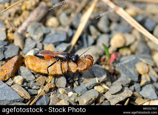 Gemeine Sandwespe (Ammophila sabulosa) mit einer Raupe. Ammophila sabulosa, the red-banded sand wasp with a caterpillar