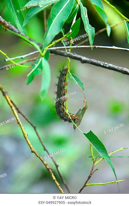 Lymantria dispar caterpillars move in forest. beautiful pest caterpillar in mountain woods