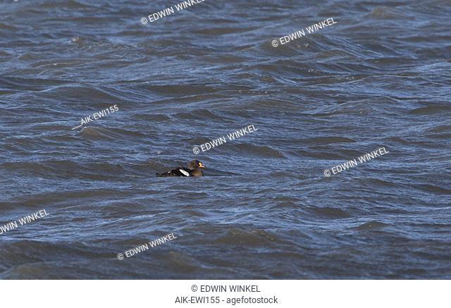 Adult male King Eider (Somateria spectabilis) in eclipse plumage swimming in the distance off the Alaskan coast. Bobbing on the ocean surface