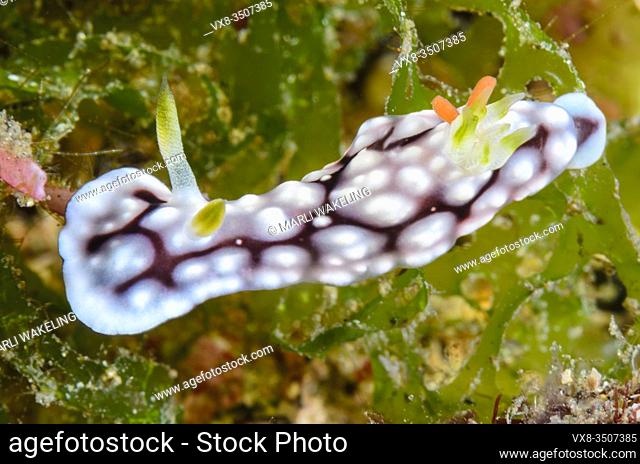 sea slug or nudibranch, Goniobranchus geometricus, with parasitic copepod egg sacs in its gills, Lembeh Strait, North Sulawesi, Indonesia, Pacific