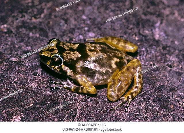 Rock frog, Cophixalus saxatilis, known only from Mountain Trevethan Range, Queensland, Australia. (Photo by: Auscape/UIG)