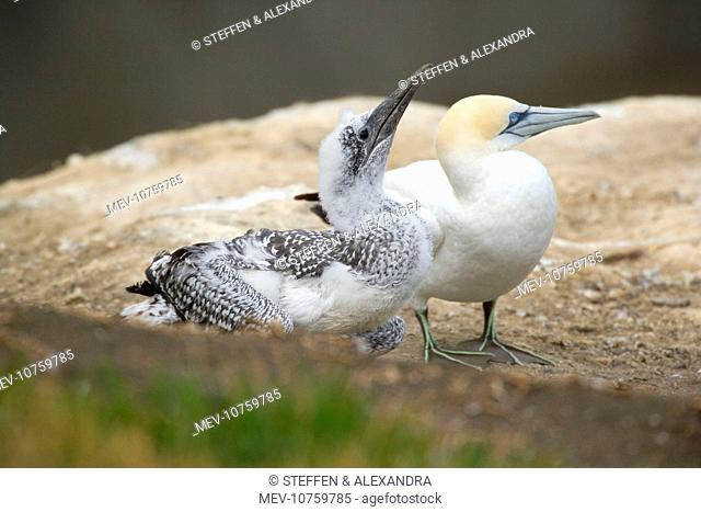 Australasian Gannets - nearly fully fledged chick and adult sit on a cliff (Morus serrator)