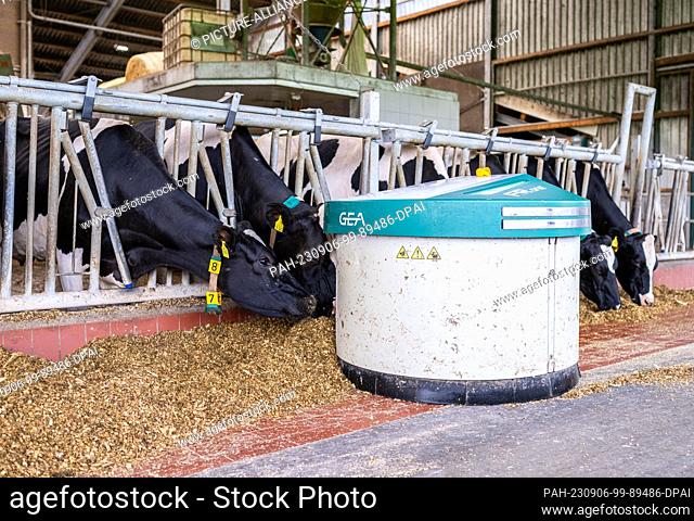PRODUCTION - 16 August 2023, North Rhine-Westphalia, Ahaus: A feed pusher from GEA automatically moves past the cows in the cowshed