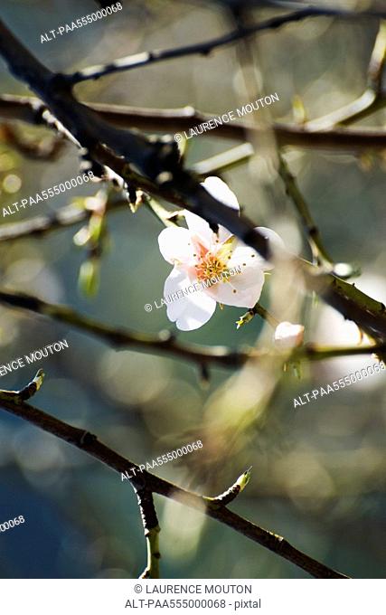Almond tree in flower, close-up of branches