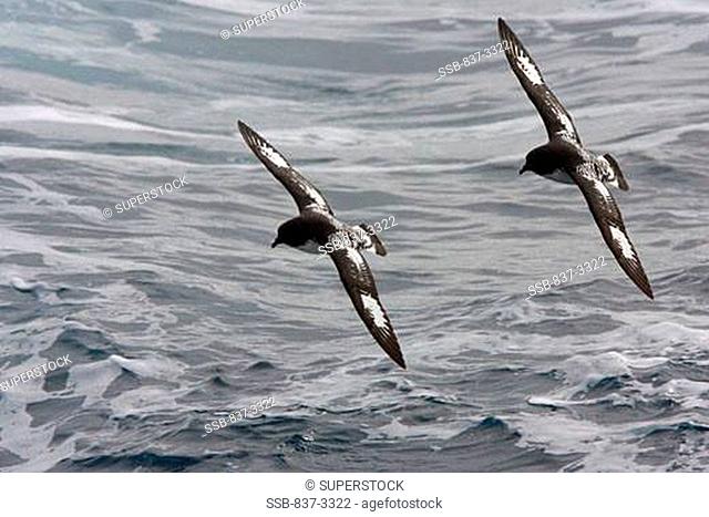 Two Cape petrels flying over the sea