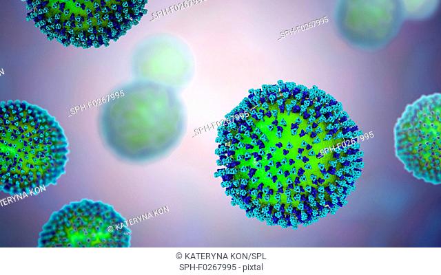 Measles virus particle, computer illustration. This virus, from the Morbillivirus group of viruses, consists of an RNA (ribonucleic acid) core surrounded by an...