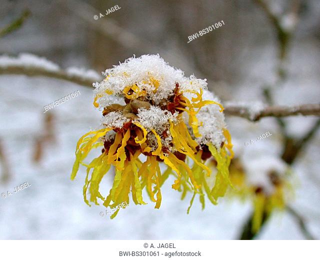 Witch hazel (Hamamelis intermedia, Hamamelis x intermedia), snow covered inflorescence