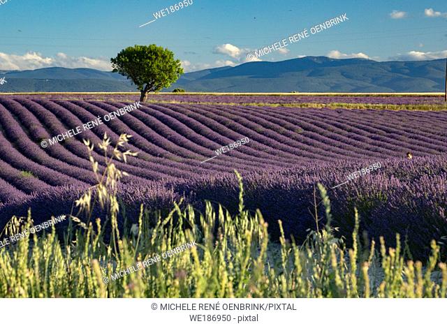 Lavender fields on Valensole Plain of Provence region of Southern France