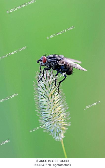 Grey Flesh Fly, North Rhine-Westphalia, Germany / Sarcophaga carnaria / Grey Fleshfly