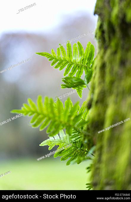Ferns in the forest of Ferreria La Iseca, in the municipality of Guriezo in the province of Cantabria, Spain, Europe