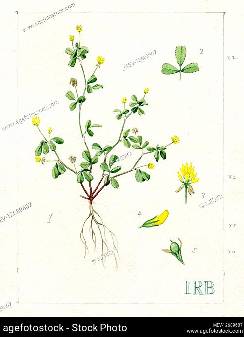 Trifolium dubium - lesser trefoil, suckling clover, little hop clover or lesser hop trefoil. 1. Plant showing roots and stems bearing leaves and flowers