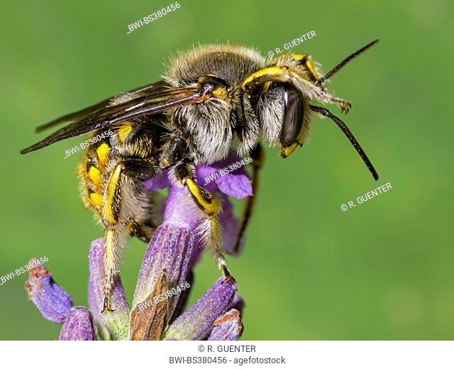 Wool carder bee (Anthidium manicatum), female foraging on English lavender (Lavandula angustifolia), Germany