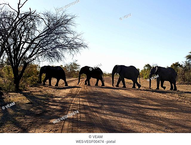 Elephants crossing dirt road against clear sky at Bwabwata National Park, Namibia