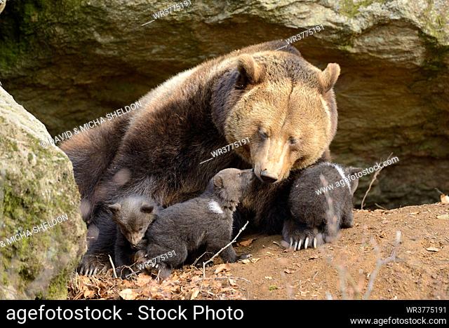Brown bear (Ursus arctos) cubs with mother in Bavarian Forest National Park, Germany