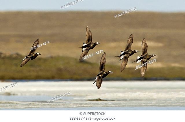 Long-Tailed Ducks flying in formation