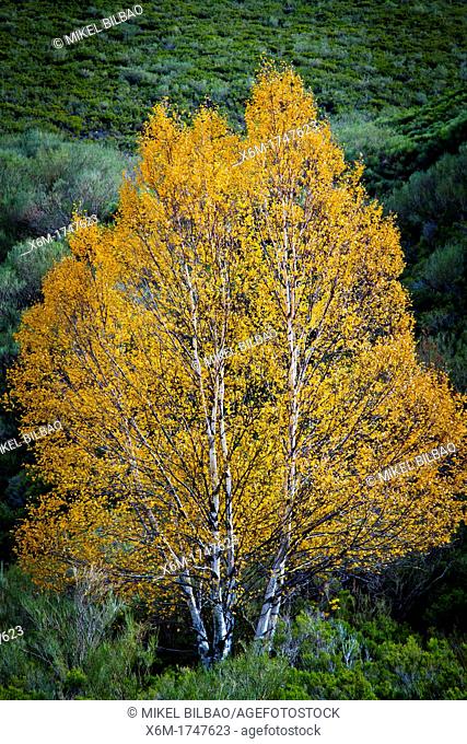 Downy birch Betula pubescens  Laguna de las Lomas route  Cardaño de Arriba  Palencia, Castile and Leon, Spain