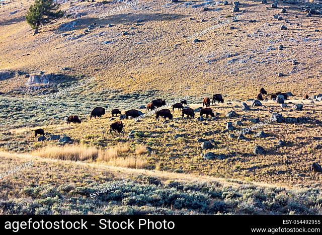 Wild buffalo in Yellowstone National Park, USA
