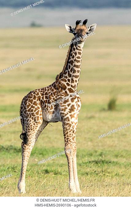Kenya, Masai-Mara Game Reserve, Girafe masai (Giraffa camelopardalis), baby