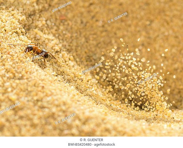 European antlion (Euroleon nostras), Captured ant (Formica rufibarbis) trying to flee out of the conical pit, while the Antlion throws sand above and in front...