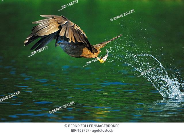 Black kite (Milfus migrans) catching a fish