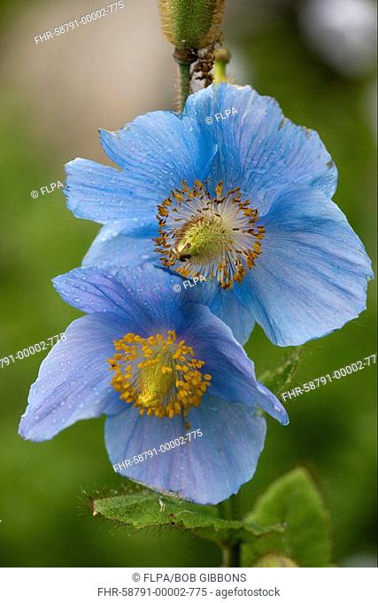 Himalayan Blue Poppy Meconopsis grandis close-up of flowers, Nepal