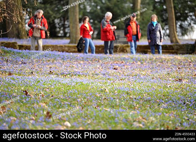Floral details of spring meadow scilla sibirica.Blumendetails der Fruehlingswiese