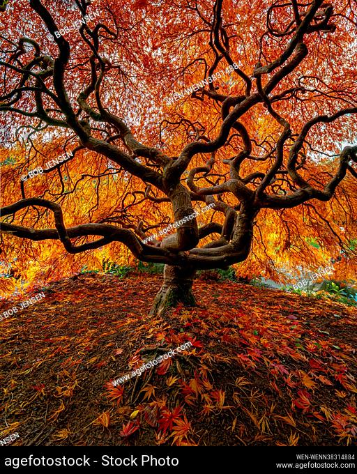 Autumnal colours in Seattle's Japanese Gardens as the twisted Laceleaf maple trees turn into brilliant reds and oranges. This spectacular sight lasts for a...