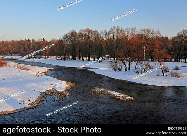 White winter landscape with trees on the Isar at the Flaucher, Munich, Bavaria, Germany, Europe