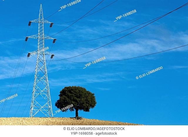 Electricity pylon and tree in cultivated field  Umbria  Italy